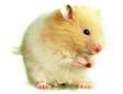 hamster pronunciation