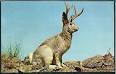 Prof. Chuck Holliday's www page at Lafayette College » Jackalopes