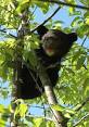 Asian black bear - Wikipedia, the free encyclopedia