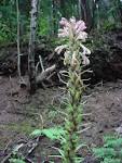 <b>Pedicularis</b> procera, photo