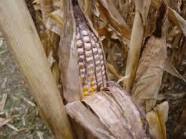 News - Moldy Corn And Upright Ears - No-Till Farmer
