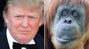 Nach dem Scherz eines Moderators bewies Donald Trump, dass er nicht von einem Orang-Utan abstammt - nur die versprochene Spende blieb aus (Quelle: dpa ... - donald-trump-und-der-orang-utan-streit-mit-moderator-bill-maher