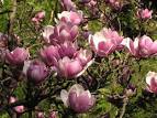 magnolia pronunciation