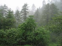 Forest of The Mist Images?q=tbn:ANd9GcRBdTGv2qXCet8qCPIZElpFhvMIMIsWkjqqWklsF-K3L4roWR2TVw