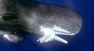 Rare Photos: Giant Squid Eaten by Sperm Whale
