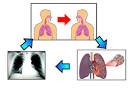 Public Health: Tuberkulosis ( TBC )