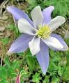 Colorado State Flower - The Flower Expert - Flowers Encyclopedia