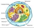 Las <b>vacuolas</b> son estructuras