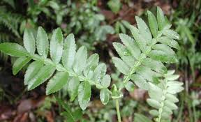 Image result for Weinmannia tinctoria