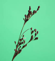 Image result for "Juncus gerardi ssp. gerardi"