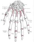 Hand Anatomy