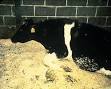 <b>Bovine spongiform</b>