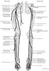 the Distal <b>Lower Extremity</b>
