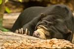 Malayan sun bear | Oregon Zoo