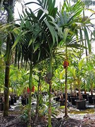 Image result for "Areca caliso"