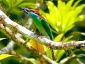 FIELD GUIDES BIRDING TOURS: Borneo