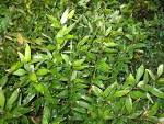 Shibataea kumasaca '<b>Ruscus</b>