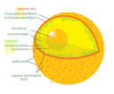 serbian <b>nuclear envelope</b>.
