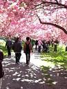 New York State Of Mind Volunteers: CHERRY BLOSSOM FESTIVAL - New ...