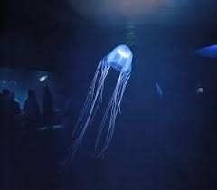 отровни медузи срещу човека