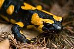 Salamander - Spirit Animal Totems