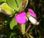 <b>Polygalaceae</b> Juss.