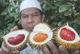 Durian orchard owner Mohd Sofi Ibrahim,51, showing off three of his unique ... - n_pg01anggunang