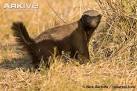 Honey badger videos, photos and facts - Mellivora capensis - ARKive