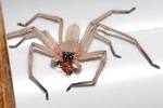 File:Huntsman spider with