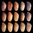 <b>Phenotype</b> - Wikipedia, the free encyclopedia