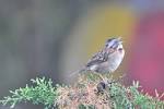 Another Panama Bird Report. “Will it ever end?” you ask. | The ...