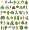 Know Your Plants | Nebraska Regional Poison Center