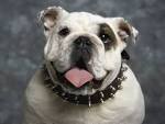 French Bulldog Fan Site