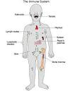 <b>Immune System</b>
