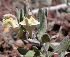 Image result for "Scutellaria nana"