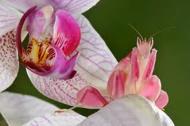 فرس الأوركيد الماليزي .. أحد أجمل الحشرات في العالم Images?q=tbn:ANd9GcRVWvFAEnH2uZphNDo-KZ_A7JTxGbYmGQrVbPCF-I4Iq3avtdg8