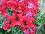 (Flowers): <b>Antirrhinum</b> pink