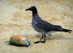 Cerro Dragon gull and fish picture – News Watch