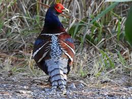 Image result for Mrs. Hume's pheasant