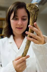 Kristen Harper with a human femur. the human story: Kristin Harper studies ancient human bones to develop the most comprehensive genetic analysis yet of the ... - syphilis1