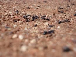 Australian Antz - Bild \u0026amp; Foto von Stefan Mense aus Ameisen ...
