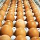 Aumentan costos de operación avícola en Santander y con ello el ... - Vanguardia Liberal