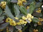File:<b>Laurus</b> nobilis flowers.
