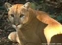 Florida Panther Fights for Survival Again–This Time in Washington ...