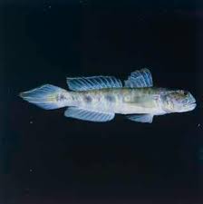 Image result for Tomiyamichthys russus