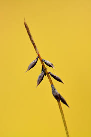 Image result for "Carex pulicaris"