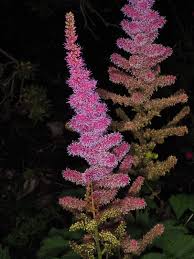 Image result for "Astilbe apoensis"