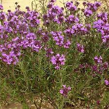 Image result for Thymus pallasianus