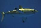 Groups seek protection for California's great white sharks - latimes.