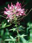 <b>Cleome</b> has bright prospects in state (